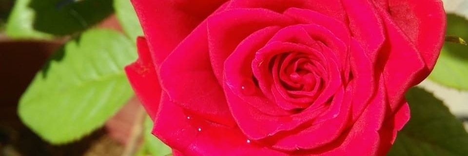 Reshma Murali banner