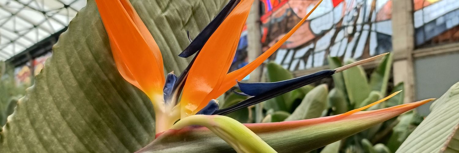 xochslvgzz's profile banner image