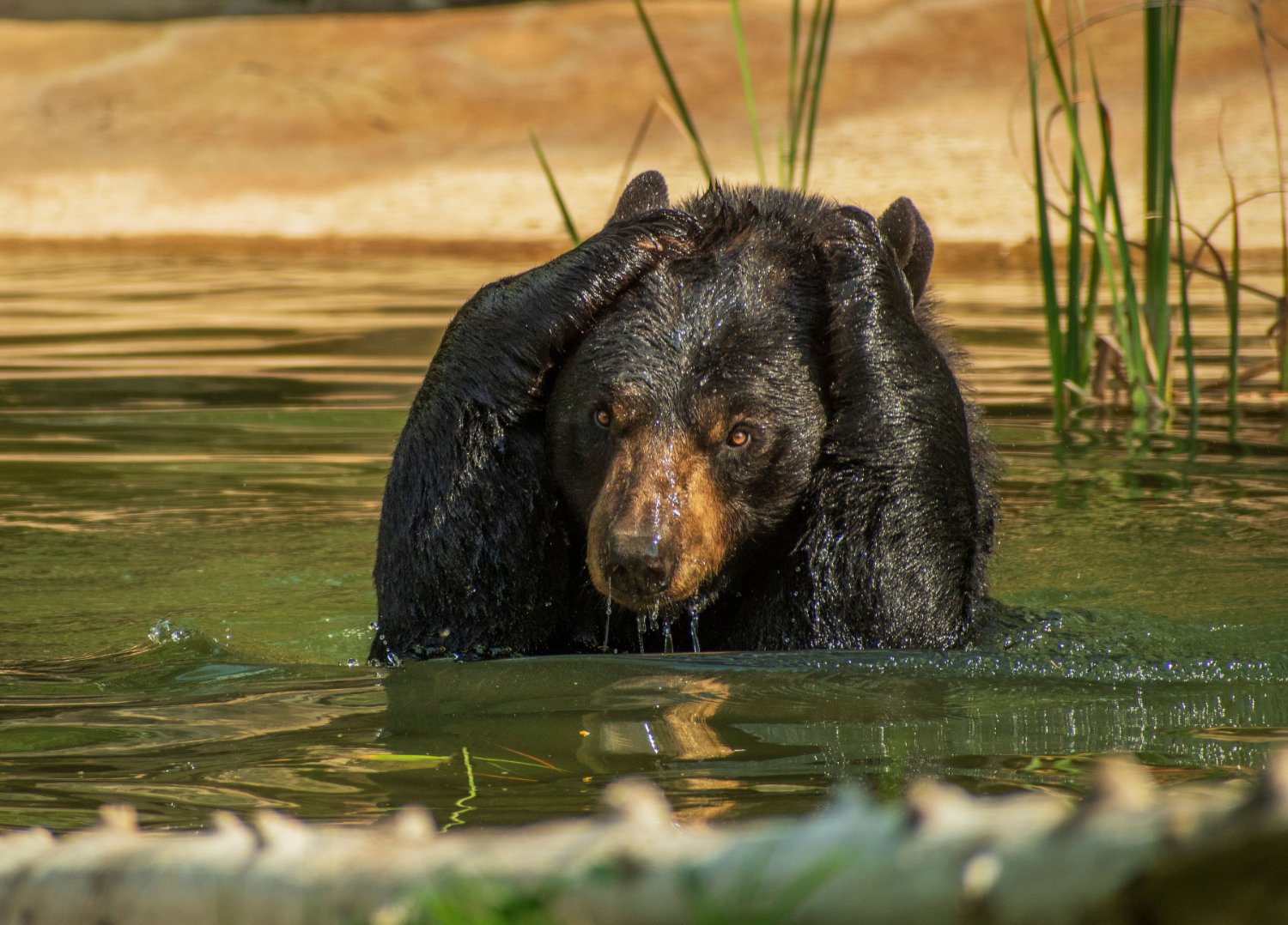 North American Bear Center banner