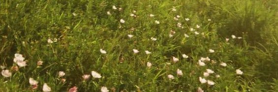 nmi_dog's profile banner image