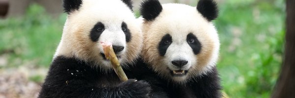 visionsichuan Profile Banner
