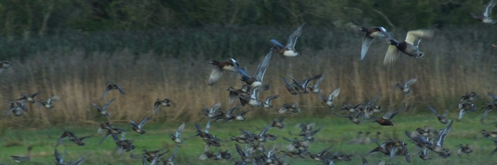 RSPBDumfriesGalloway banner