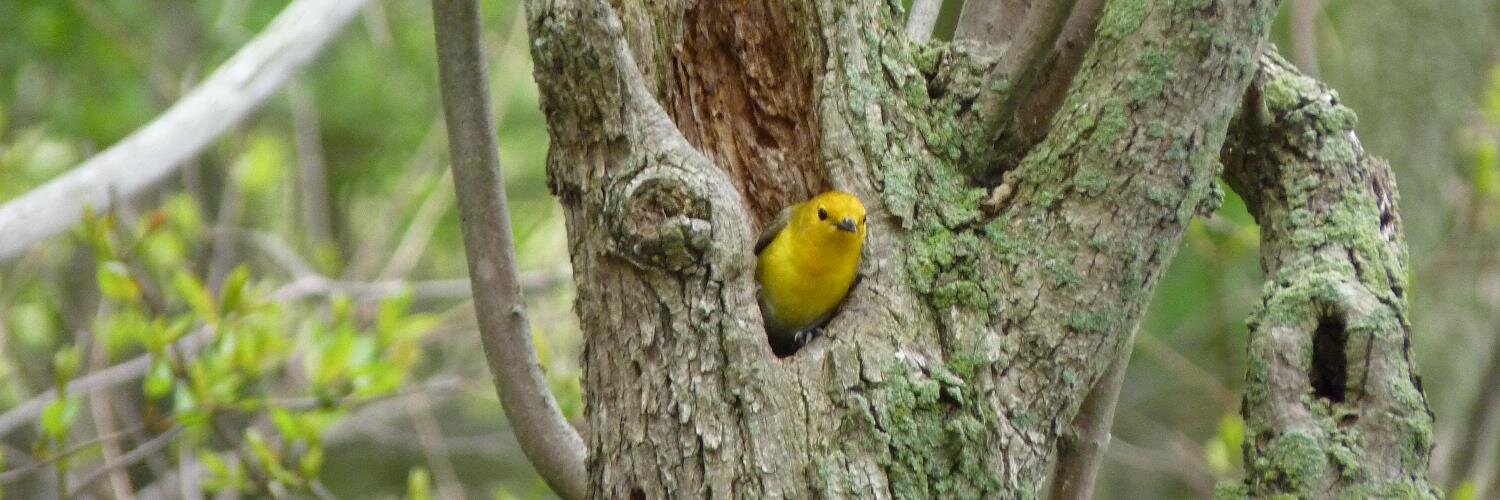 NeoBirder's profile banner image