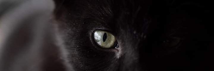 MelissaShaffe13's profile banner image