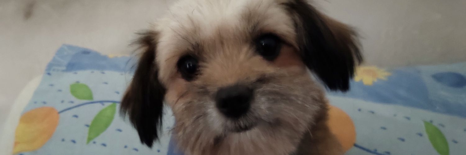 dhngil's profile banner image