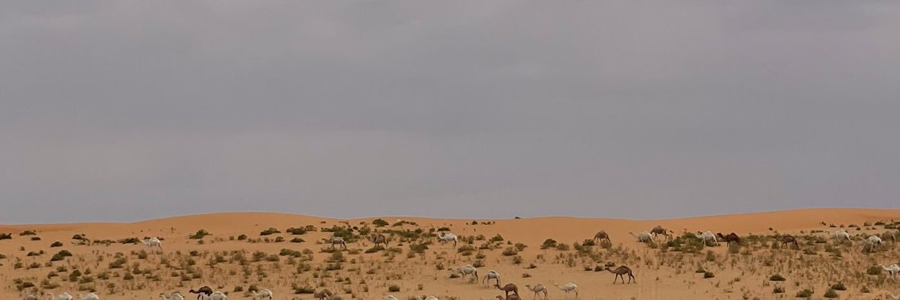 Roguesasil's profile banner image