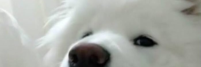 วาฬ banner