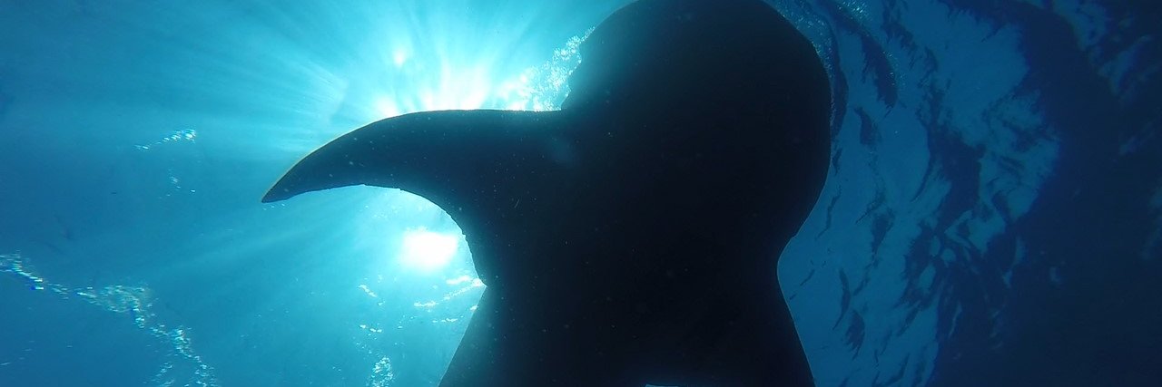 Dr. Michael Doane banner