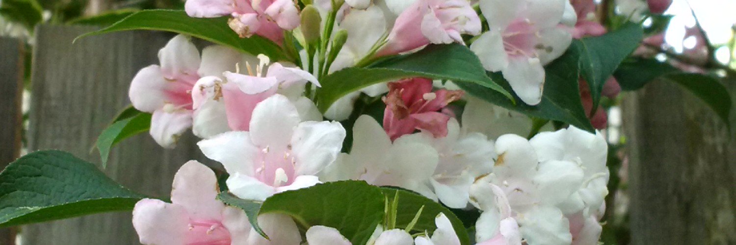 JustJill banner