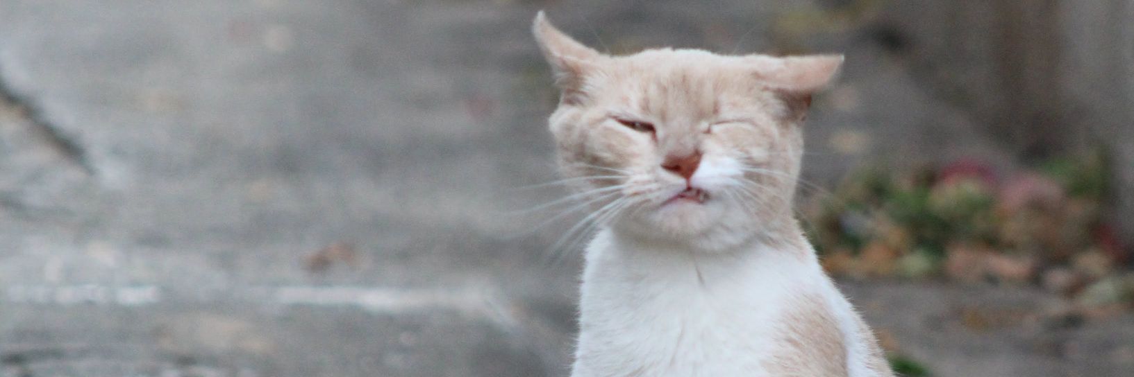 CallesGma's profile banner image