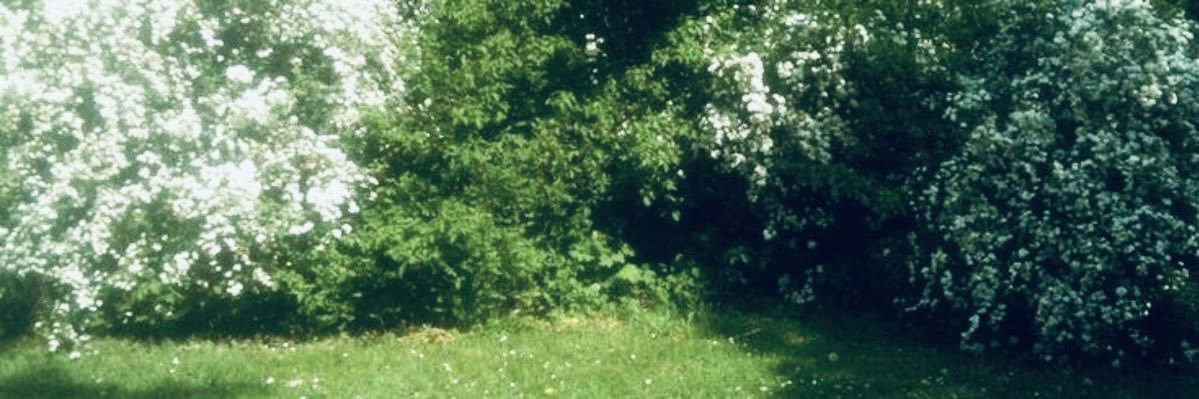 petaIverse's profile banner image