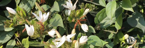 ReshmiDG Profile Banner