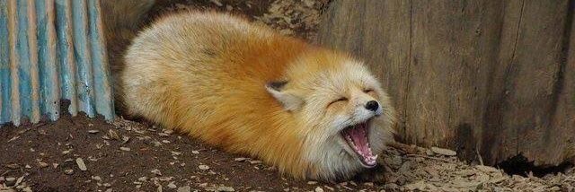 Fox the Wannabe banner