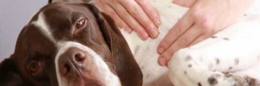K9MassageGuild's profile banner image