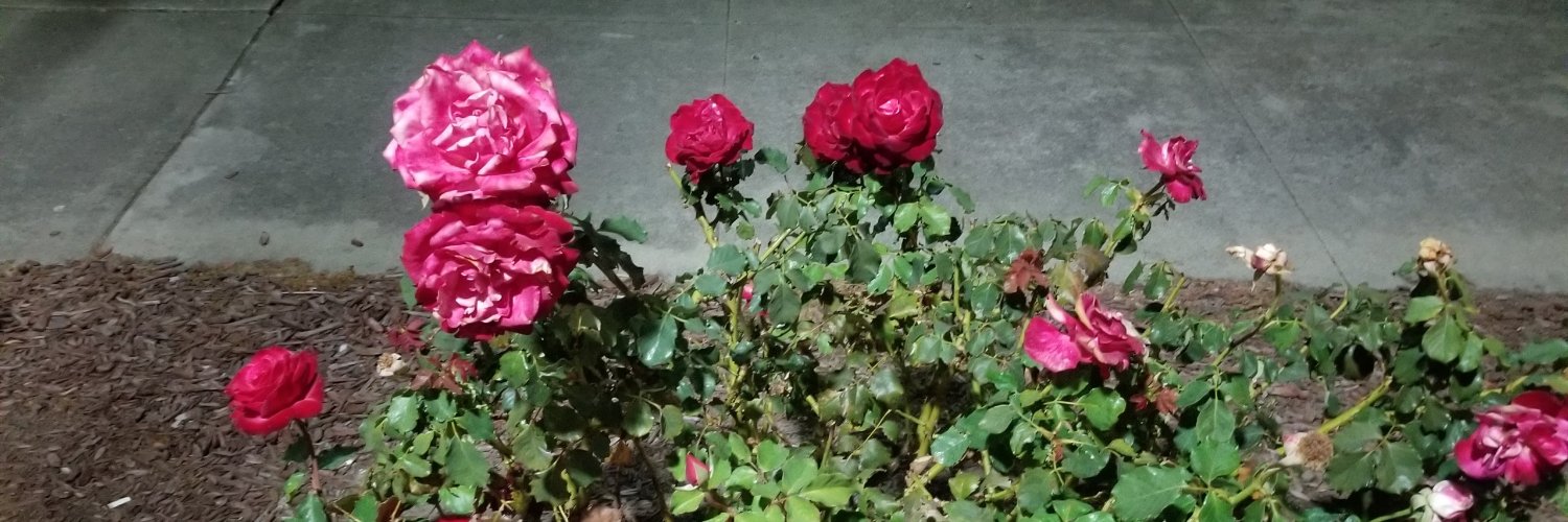 𝔽𝔽 ℝ𝕠𝕤𝕖 ℂ𝕣𝕒𝕗𝕥𝕖𝕣  banner