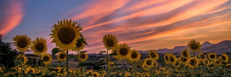 leiisoto's profile banner image