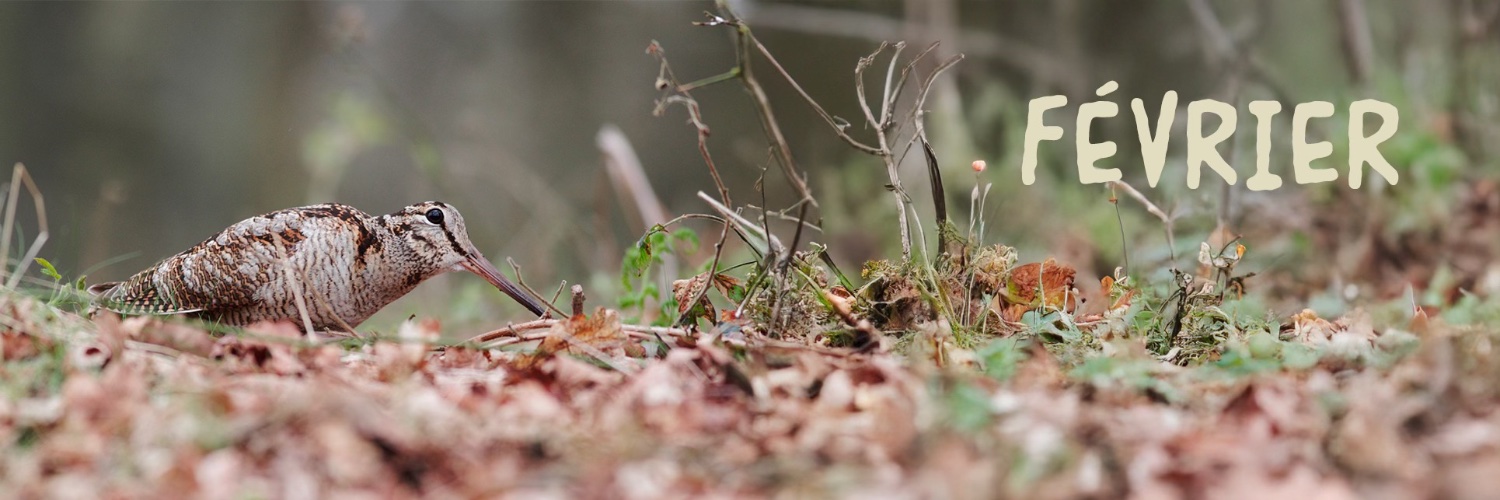 Fédération des Chasseurs des Landes banner