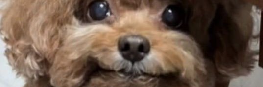 ChitFongELFmin's profile banner image