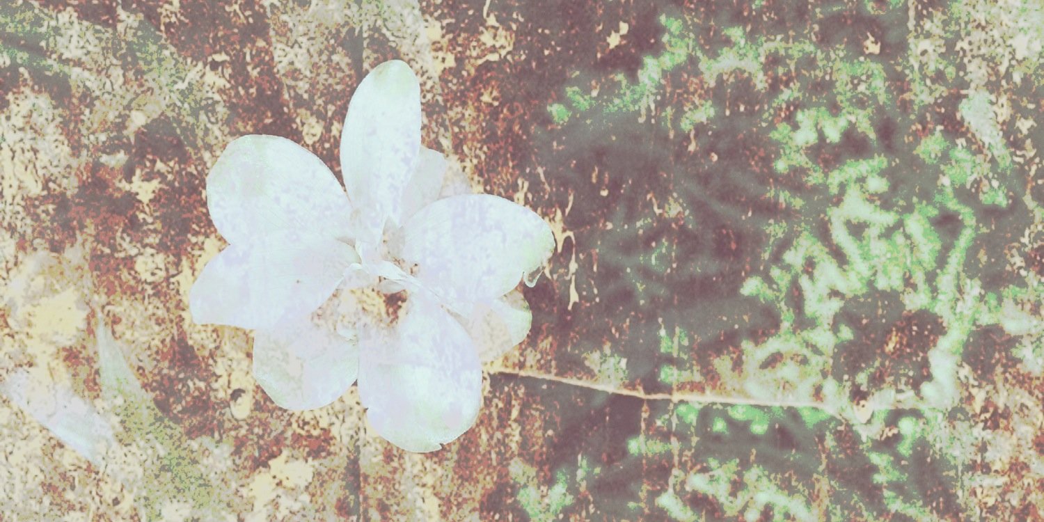 panidabrandy's profile banner image