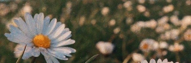 vie banner