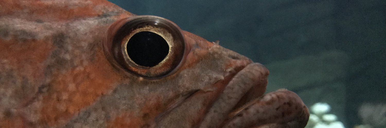 dtomack's profile banner image