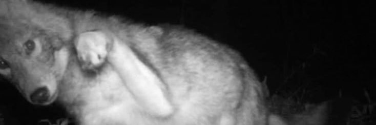 Bingus 🚬 banner