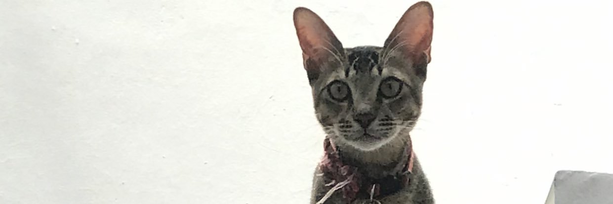 nabilaputi's profile banner image