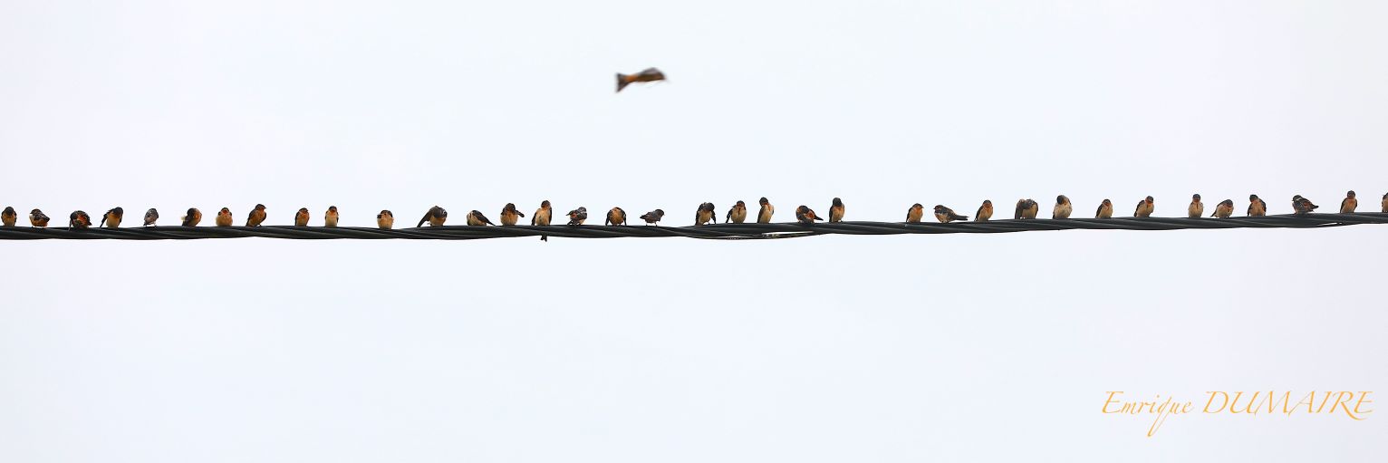 Emrique Dumaire banner