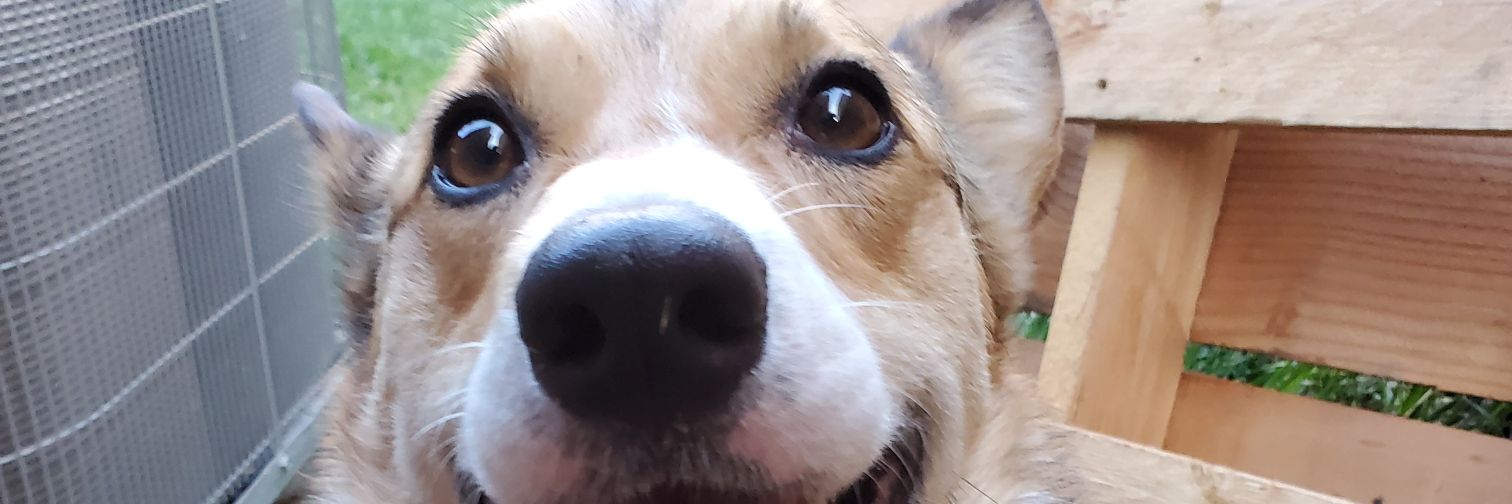 EilteOptionsTarter banner