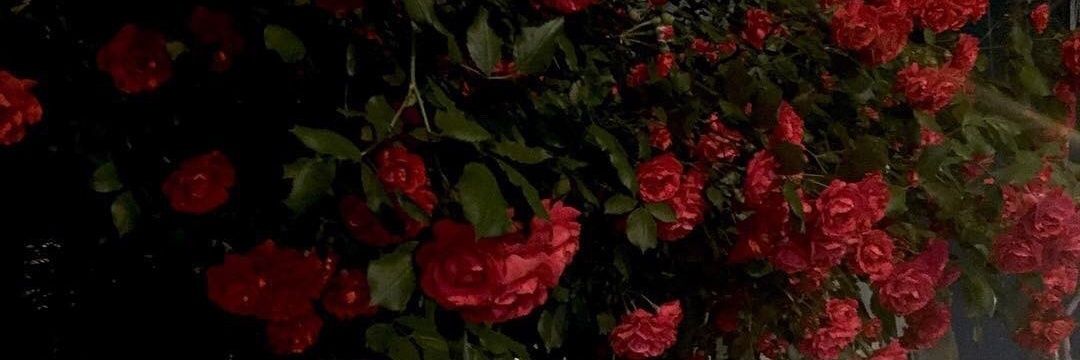 ŃřæęF ◡̈ 🫧 banner