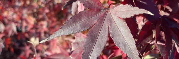 ImuuYe Profile Banner