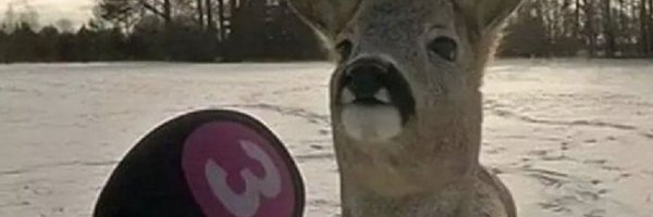 Doodling_Deer Profile Banner