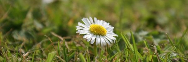 NegusJennie Profile Banner