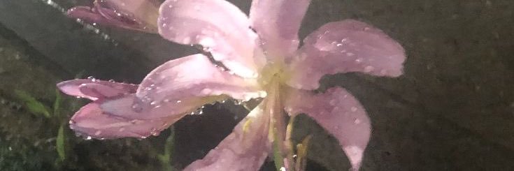 y banner