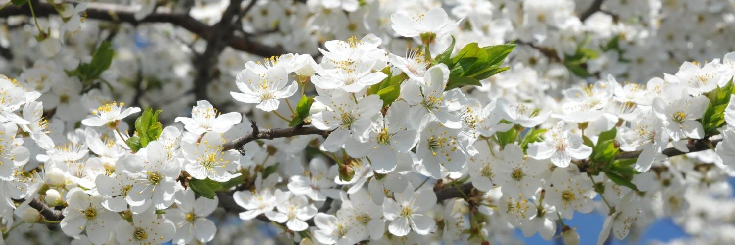 Jānis Goldbergs banner