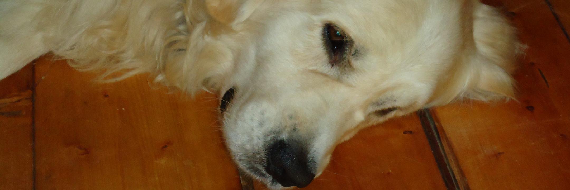 Diane Breedveld banner