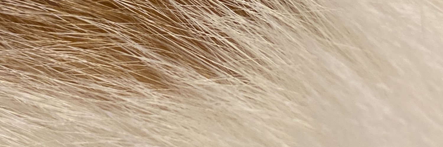 catoheko's profile banner image