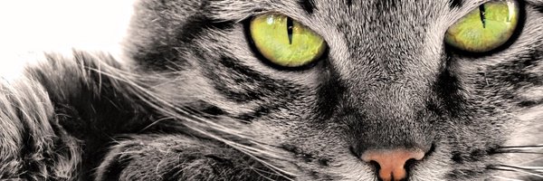 TwitNazza Profile Banner