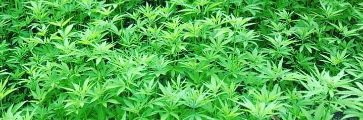 Legal Weed CBD Italy banner