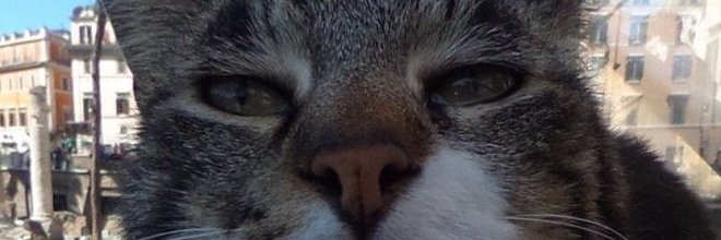 catfinch banner