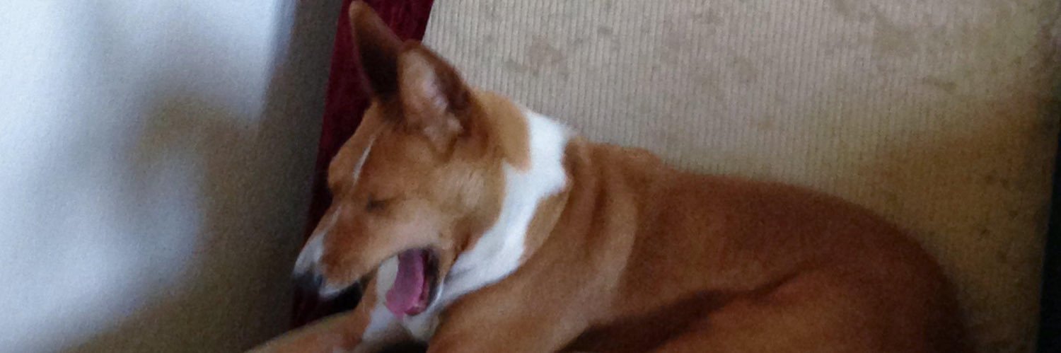 BadBasenji's profile banner image