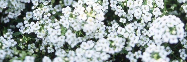 VintageValyn's profile banner image