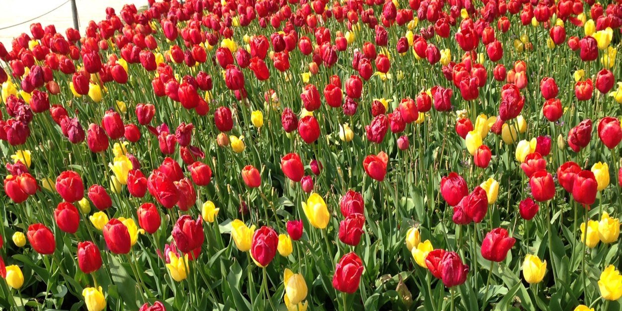 よんちゃん banner