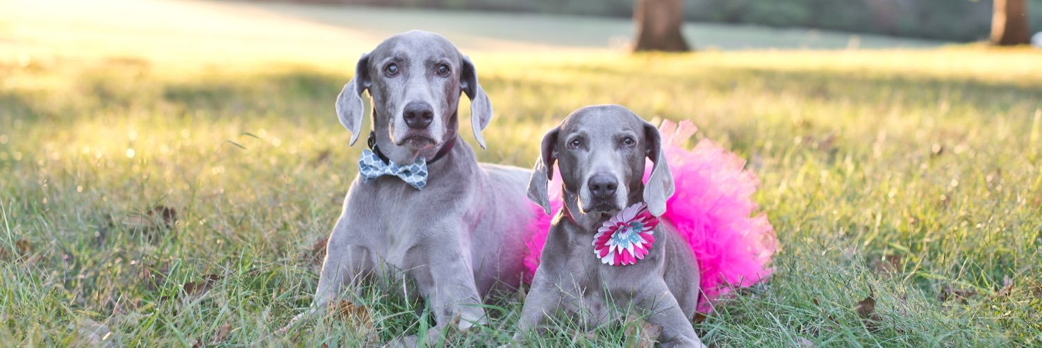 Christine DiPasquo Robinson banner