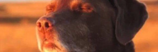 FlawedBread Profile Banner