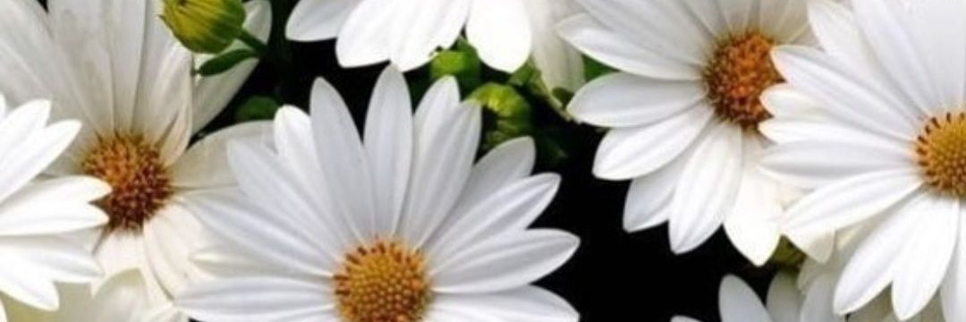 ronicoti's profile banner image