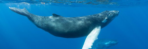 OriginalDiving Profile Banner