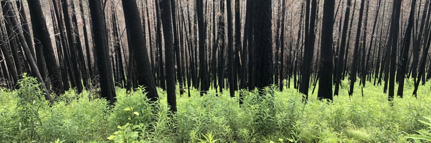 Sara Daniel MD banner