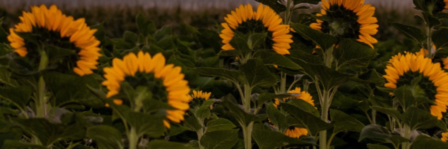 KiderlenJustice's profile banner image