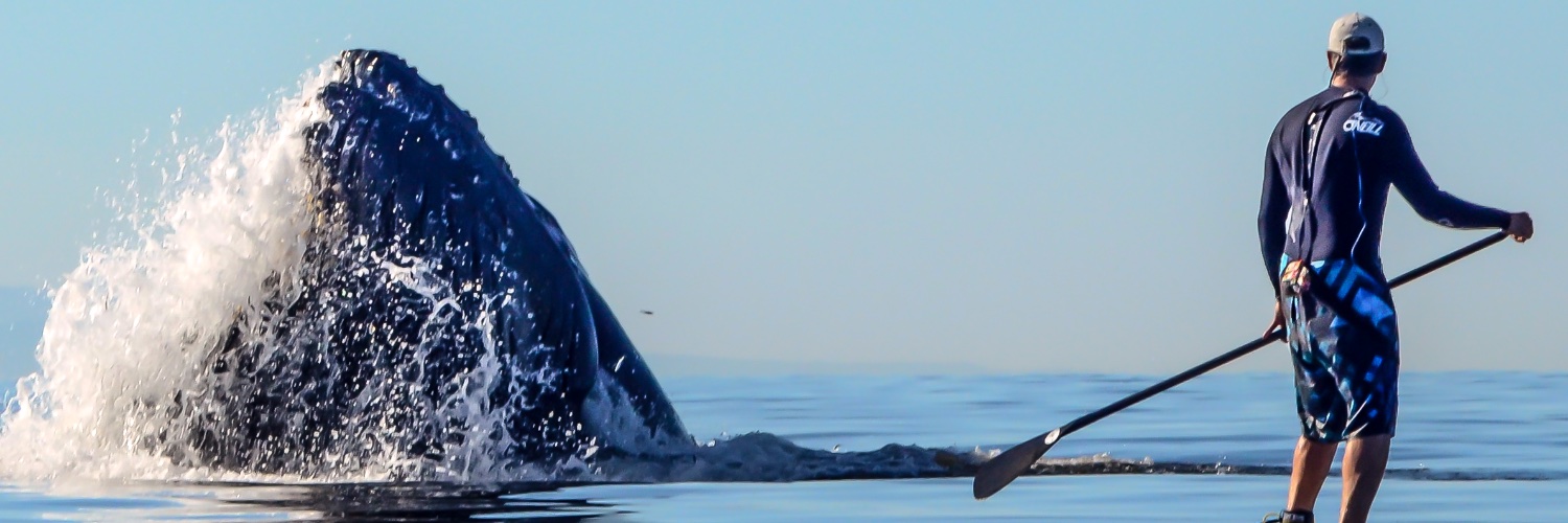 BobFernander's profile banner image